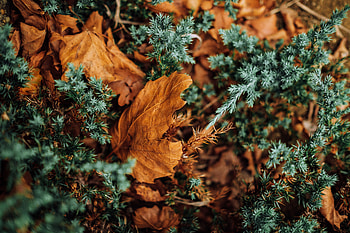 Leaves, Macro, Needles, Spiny, Barbed, Dry HD wallpaper