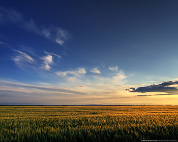 Summer Wheatlands 2, summer, nature, wheat, field HD wallpaper