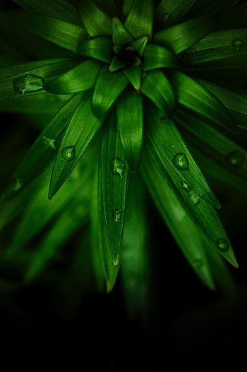 Leaves, Drops, Plant, Macro HD phone wallpaper
