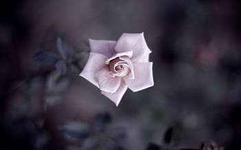 Fower Petals, petals, flowers HD wallpaper
