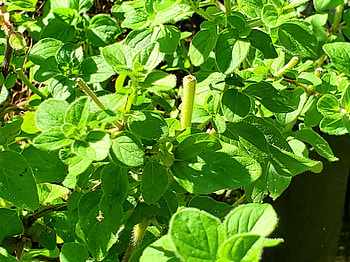 marjoram , , Marjoram HD wallpaper