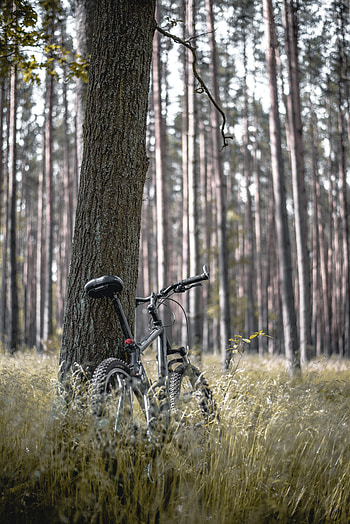 Trees, Miscellanea, Miscellaneous, Forest, Stroll, Bicycle HD phone wallpaper