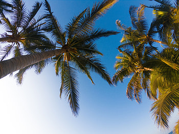 Nature, Trees, Sky, Palms, Branches, Tropics HD wallpaper