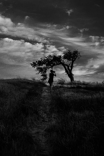 Nature, Clouds, Wood, Tree, Field, Bw, Chb, grapher, Wind HD phone wallpaper