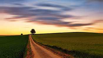 Sunset, skyline, clean sky, wheat farm, landscape HD wallpaper
