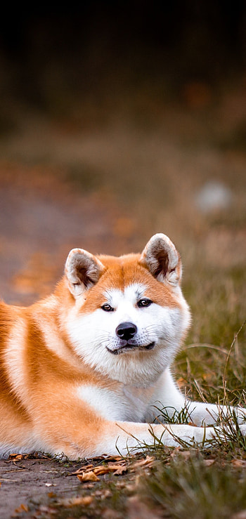Animal Akita , Captivating canine, Impressive display, sensation HD phone wallpaper