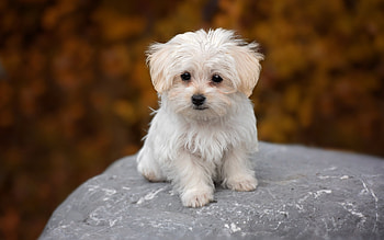 Bolognese Dog, puppy , White dog, Cute animals HD wallpaper