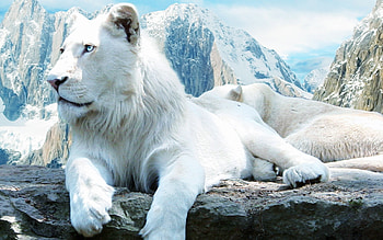 beautiful-white-lion---top-background- HD wallpaper