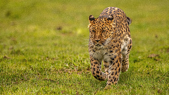 Leopard, animal, spot, cat HD wallpaper