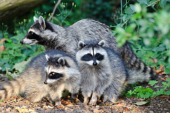 *** Raccoons ***, ladowe, zwierzeta, pracze, szopy HD wallpaper