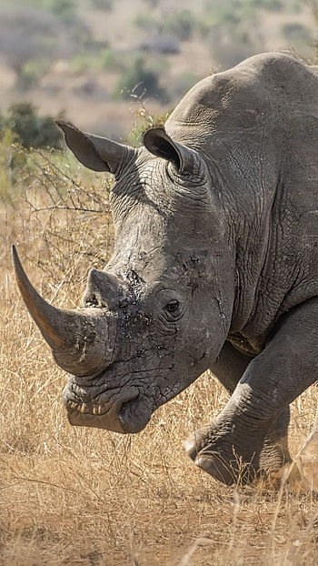 Rhino animal, Powerful rhino depiction, Majestic wildlife , Rhino in natural habitat HD phone wallpaper