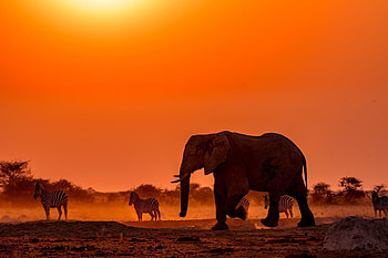 Ultra Botswana , Stunning visuals, Immersive nature, backgrounds HD wallpaper