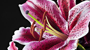 Macro, Petals, Spotted, Spotty, Lily HD wallpaper