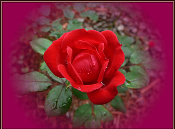 Red rose, flowers, roses HD wallpaper