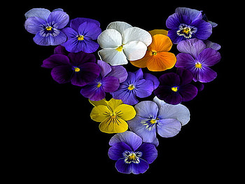pansy heart, colorful, bunch, heart, flower HD wallpaper