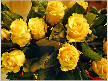 Plants, Flowers, Roses, Postcards HD wallpaper