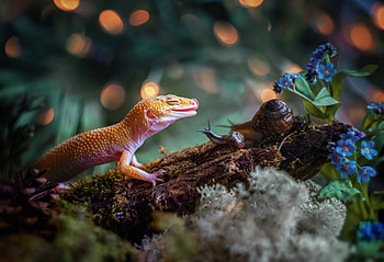 Common leopard gecko beauty, Mesmerizing reptile, Background charm, Gorgeous creature HD wallpaper