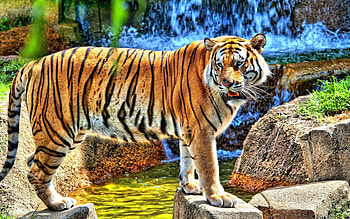 Animals, Grass, Stones, Grin, Striped, Predator, Stroll, Tiger HD wallpaper