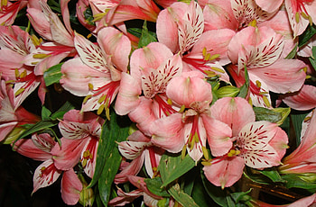 Flowers, Lilies, Bouquet, Stamens, Delicate, Gentle HD wallpaper