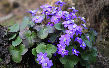 Anemones, purple flowers, Latvia, spring, macro HD wallpaper