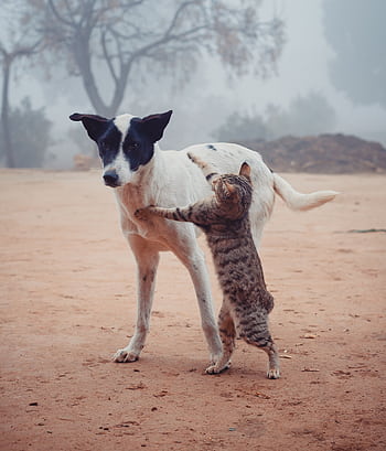 A stray dog and a cat engaging playfully on a foggy day in an outdoor setting. HD phone wallpaper