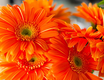 Orange daisies, Flowers, Summer, Daisies, Petals HD wallpaper