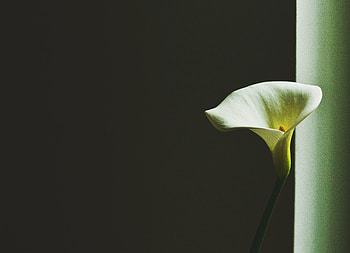 Calla Lily, Bathroom design, Badkultur history, Design inspiration HD wallpaper