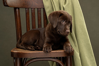 Charming Chocolate Pup: Animal, Animal, puppy HD wallpaper