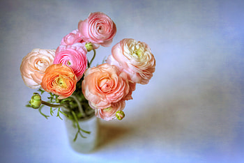 Colorful, Ranunculus, flowers, vase, Buttercup HD wallpaper
