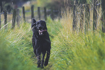 Animals, Dog, Protruding Tongue, Tongue Stuck Out, Is Running, Runs HD wallpaper