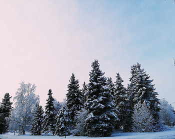Nature, snow layers on trees, winter, trees HD wallpaper