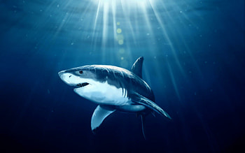 Sharks, Top backgrounds, Animals HD wallpaper