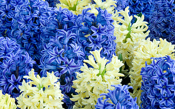 Hyacinth , Floral masterpiece, Nature's beauty, Serene backdrop HD wallpaper