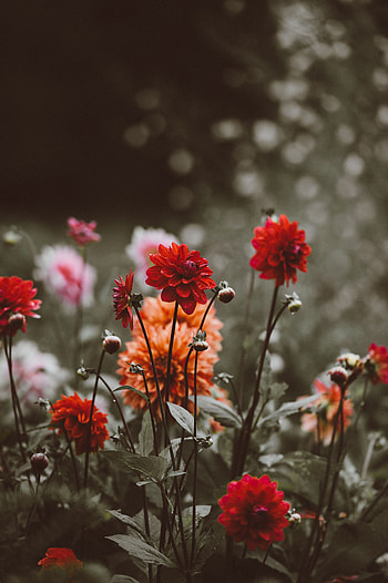 Flowers, Bloom, Flowering, Flower Bed, Flowerbed, Dahlias, Buds HD phone wallpaper