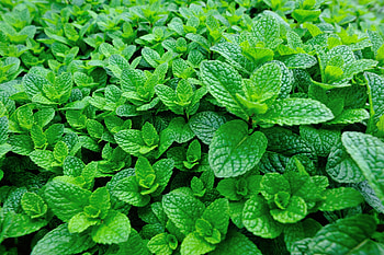Steam distillation principles, Essential oil production, Citrus essence extraction, Industry glossary HD wallpaper
