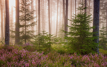 Misty Forest, trees, mist, forest, heather HD wallpaper