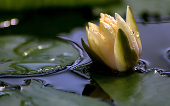 Nature, water lily HD wallpaper