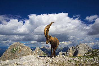 Mountain goat, Immersive backdrop, Outdoor adventure, Scenic beauty HD wallpaper