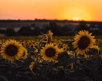Flowers, Sunset, Sunflowers, Field HD wallpaper