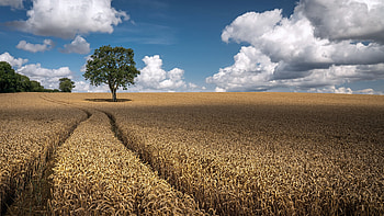 Agro-Field, Field, Nature, sky, Agro HD wallpaper