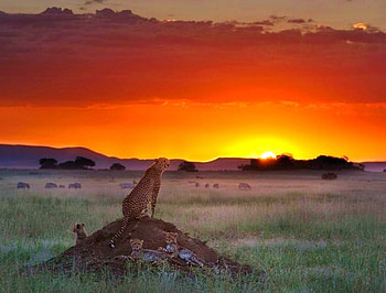 Cheetah sunset, cheetah family, hills, resting, field, grassland, sunset HD wallpaper