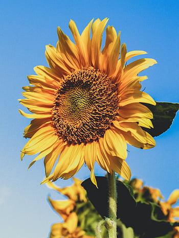 Close-up of a sunflower basking under the clear blue sky, showcasing its vibrant yellow petals in summer. HD phone wallpaper