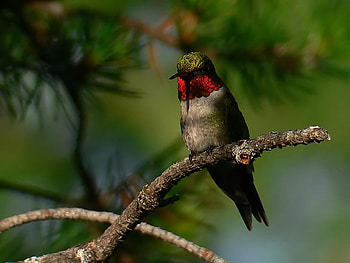 Hummingbird, animal, bird, tree HD wallpaper