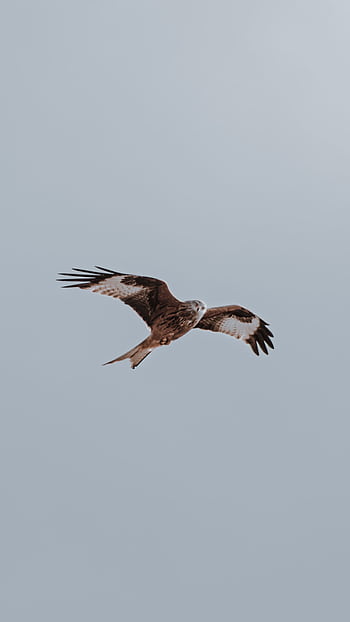 A stunning bird of prey soaring effortlessly with wings wide open against a clear sky. HD phone wallpaper