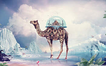 mosque, camel, esfera, mountain HD wallpaper