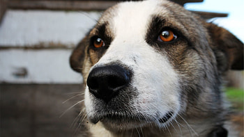 Animals, Dog, Muzzle, Sight, Opinion HD wallpaper