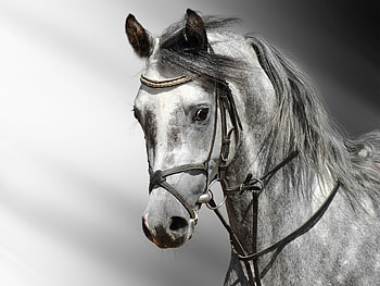 Animals, Color, Head, Horse, Team HD wallpaper