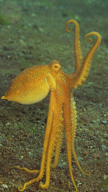 Octopus, Yellow HD phone wallpaper