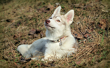 Animals, Dog, Muzzle, Ears, Husky, Haska HD wallpaper