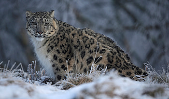 Snow Leopard, Rare, Study HD wallpaper